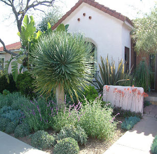 Palo Verde Garden